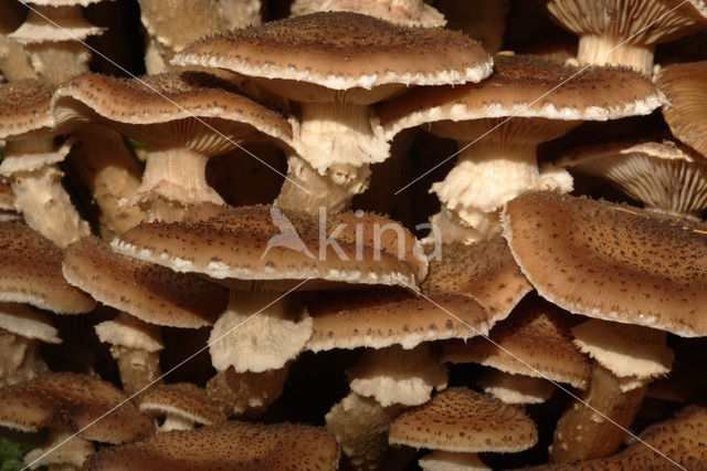 Sombere honingzwam (Armillaria ostoyae)