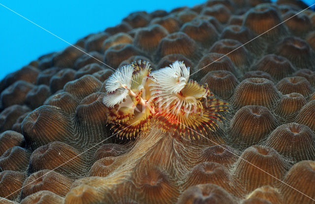 Christmas tree worm (Spirobranchus giganteus)