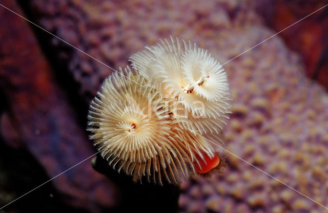 Christmas tree worm (Spirobranchus giganteus)