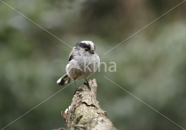 Long-tailed Tit (Aegithalos caudatus)