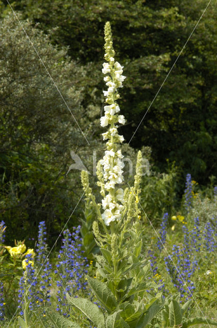 Stalkaars (Verbascum densiflorum)