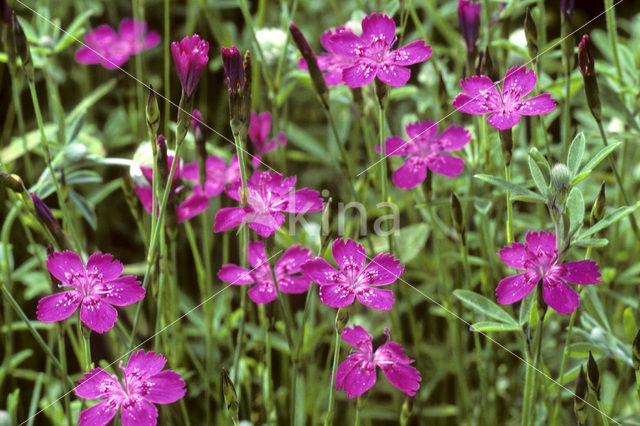 Maiden Pink (Dianthus deltoides)