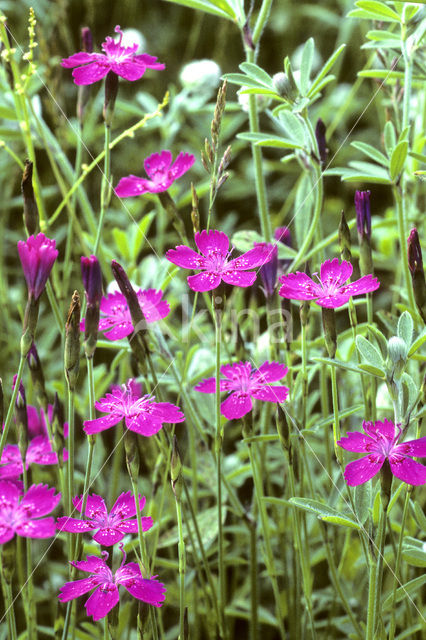 Maiden Pink (Dianthus deltoides)