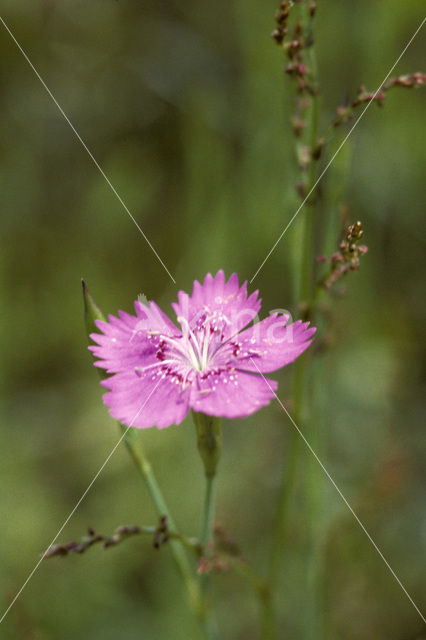 Maiden Pink (Dianthus deltoides)