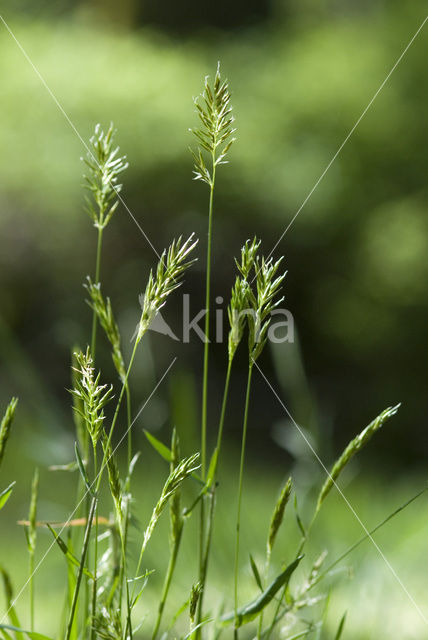 Fern-grass (Catapodium rigidum)