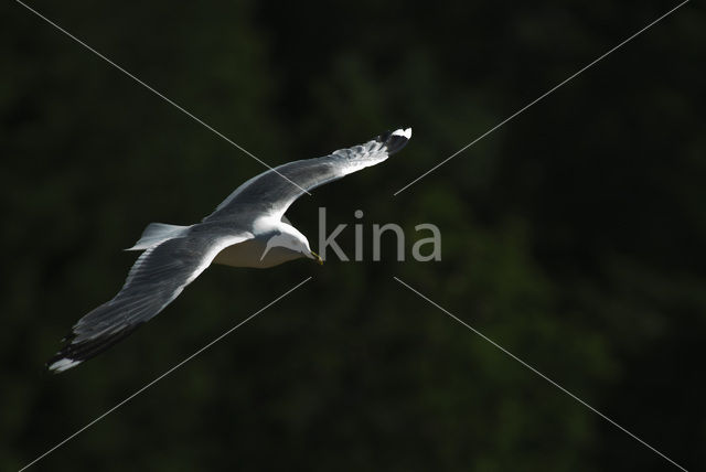 Stormmeeuw (Larus canus)