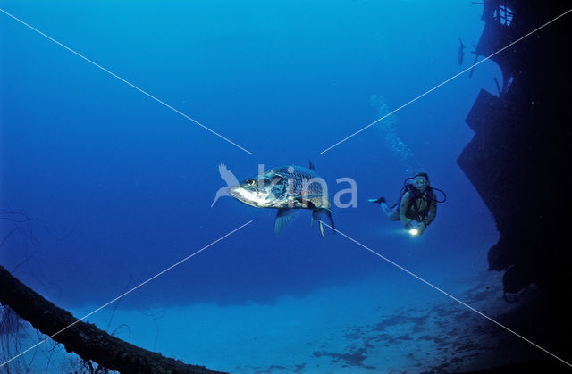 Tarpon (Megalops atlanticus)