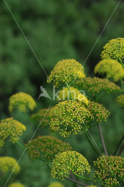 Tondervenkel (Ferula communis)