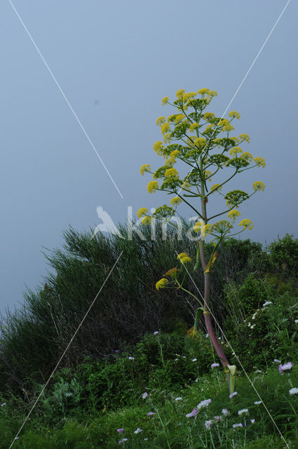 Giant fennel (Ferula communis)