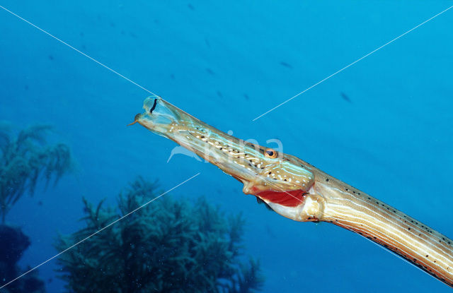 Trumpetfish (Aulostomus maculatus)