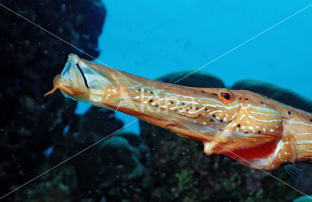 Trumpetfish (Aulostomus maculatus)