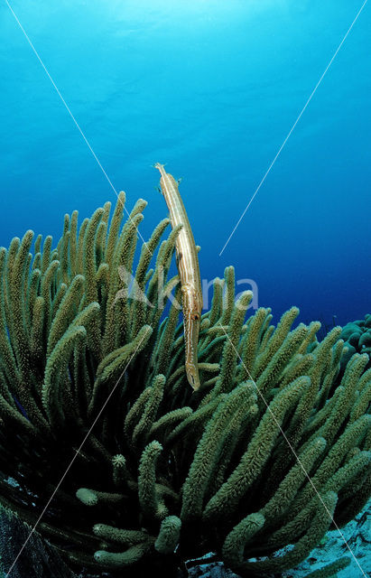 Trumpetfish (Aulostomus maculatus)