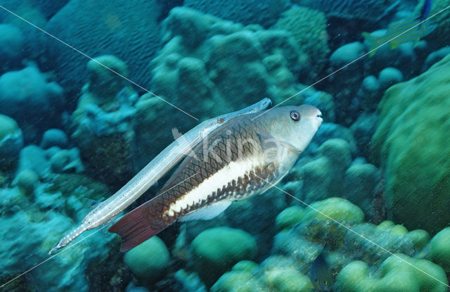 Trumpetfish (Aulostomus maculatus)