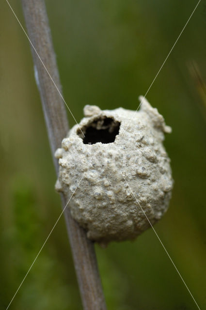 Potter Wasp (Eumenes spec.)