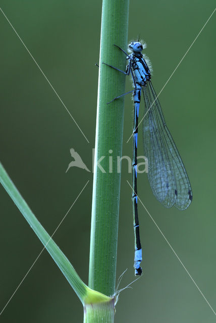 Variable Damselfly (Coenagrion pulchellum)