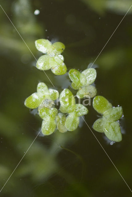 Veelwortelig kroos (Spirodela polyrhiza)