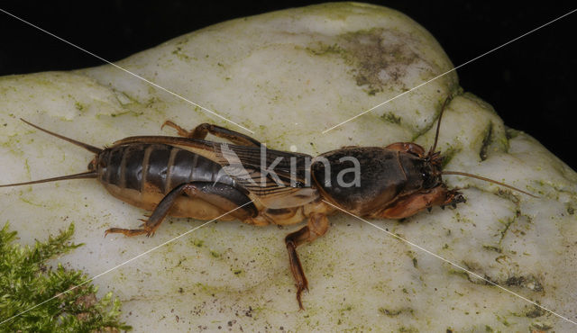 Mole-cricket (Gryllotalpa gryllotalpa)