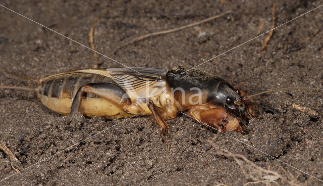 Mole-cricket (Gryllotalpa gryllotalpa)