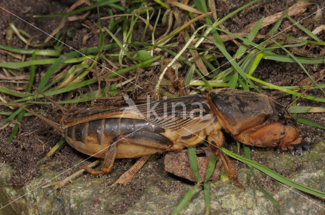 Mole-cricket (Gryllotalpa gryllotalpa)