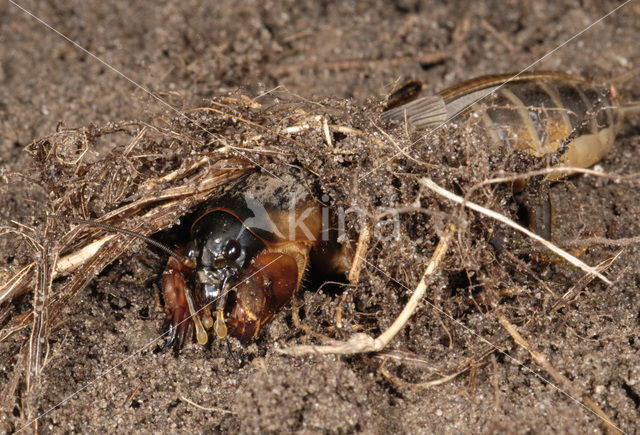 Mole-cricket (Gryllotalpa gryllotalpa)