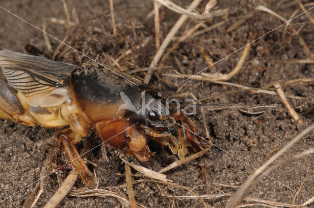 Mole-cricket (Gryllotalpa gryllotalpa)