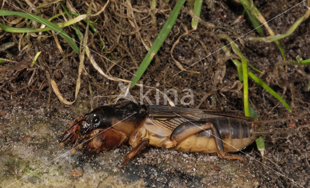 Mole-cricket (Gryllotalpa gryllotalpa)