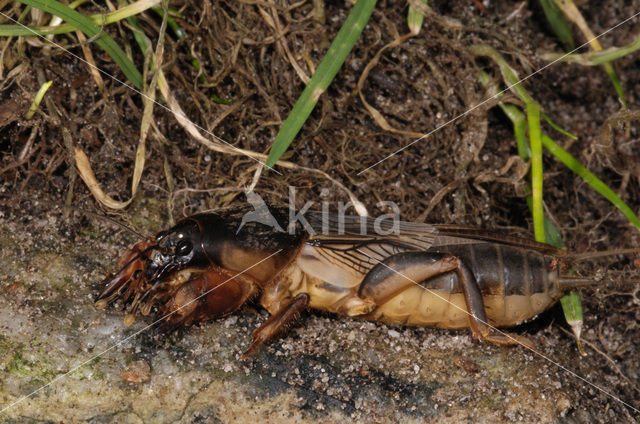 Mole-cricket (Gryllotalpa gryllotalpa)