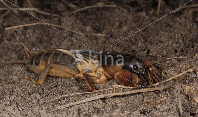 Mole-cricket (Gryllotalpa gryllotalpa)