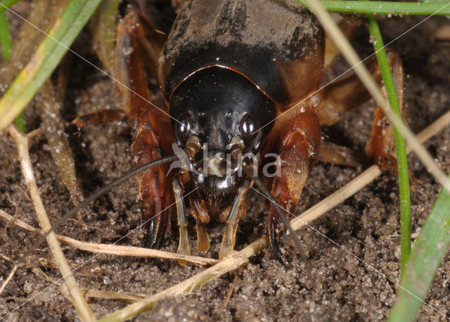 Mole-cricket (Gryllotalpa gryllotalpa)