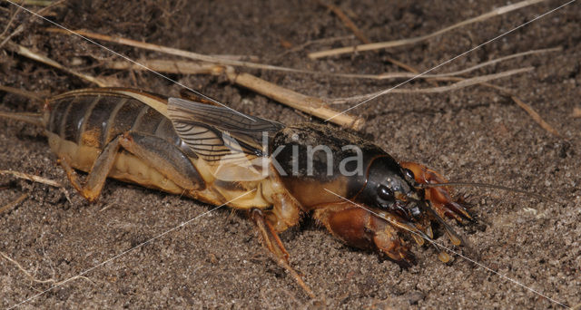 Mole-cricket (Gryllotalpa gryllotalpa)