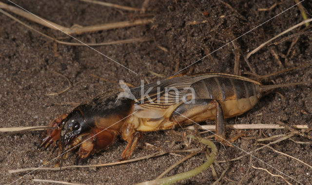 Mole-cricket (Gryllotalpa gryllotalpa)