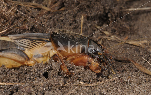 Mole-cricket (Gryllotalpa gryllotalpa)