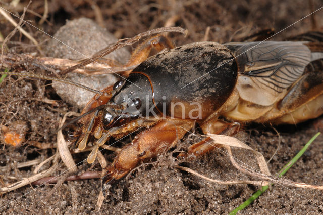 Mole-cricket (Gryllotalpa gryllotalpa)
