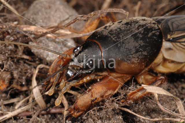 Mole-cricket (Gryllotalpa gryllotalpa)
