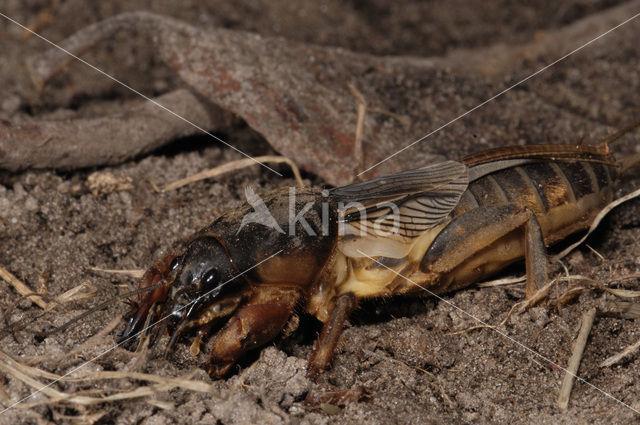 Mole-cricket (Gryllotalpa gryllotalpa)