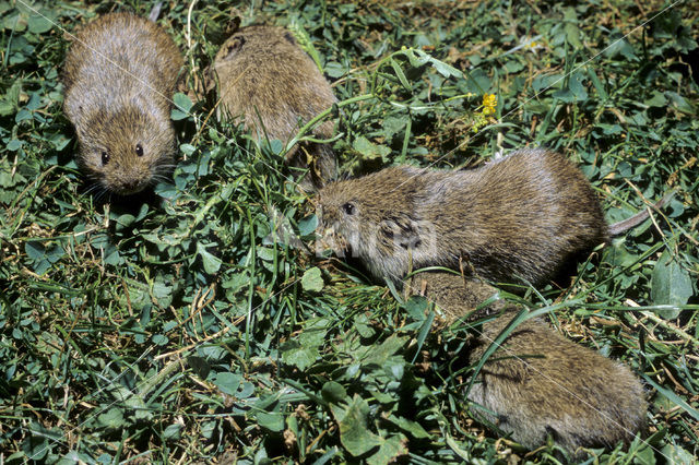 Common Vole (Microtus arvalis)