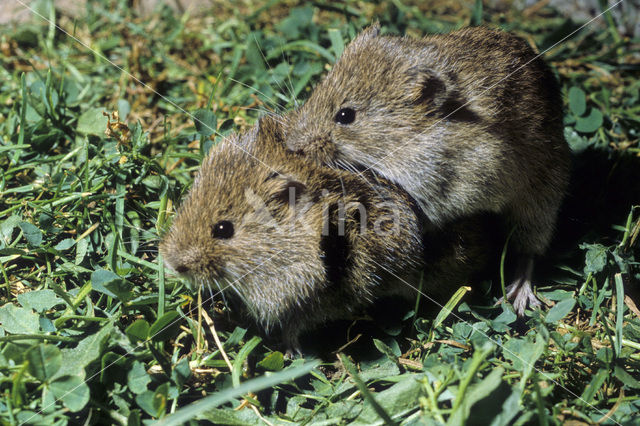 Veldmuis (Microtus arvalis)