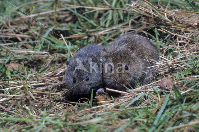 Veldmuis (Microtus arvalis)