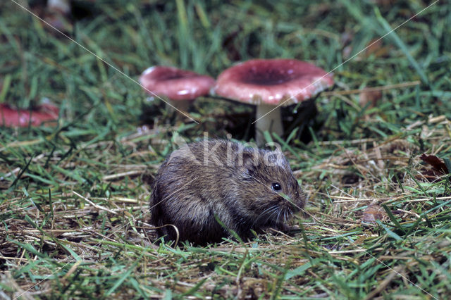 Common Vole (Microtus arvalis)