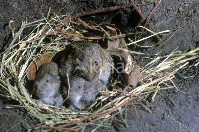 Veldmuis (Microtus arvalis)