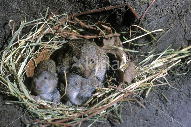 Veldmuis (Microtus arvalis)