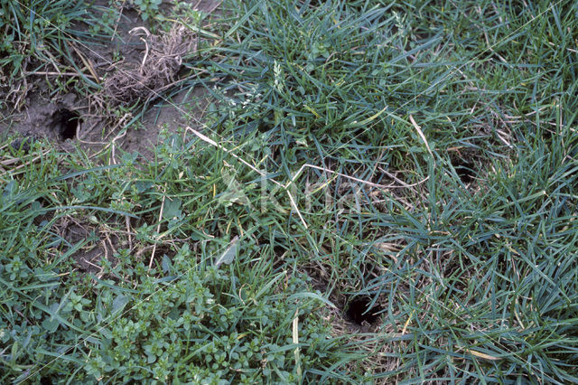 Common Vole (Microtus arvalis)