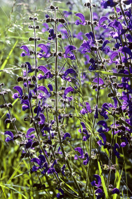 Meadow Clary (Salvia pratensis)