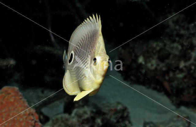 Vierogige koraalvlindervis (Chaetodon capistratus)