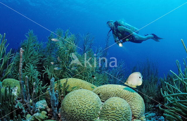 Vierogige koraalvlindervis (Chaetodon capistratus)