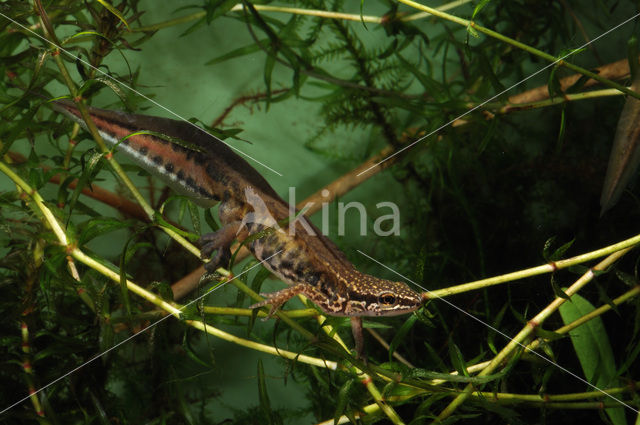 Vinpootsalamander (Lissotriton helveticus)