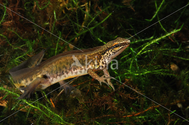 Vinpootsalamander (Lissotriton helveticus)