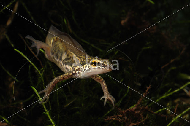 Vinpootsalamander (Lissotriton helveticus)