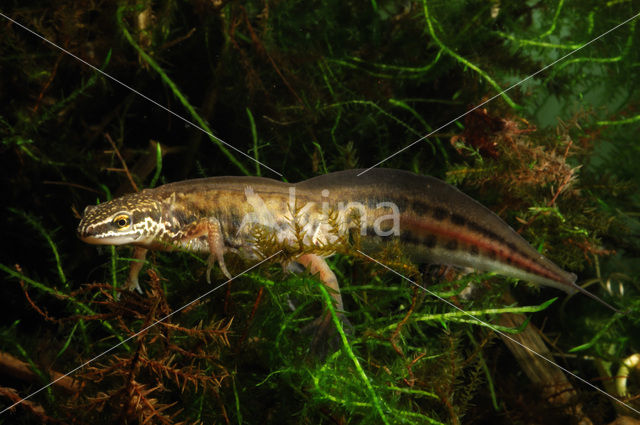 Vinpootsalamander (Lissotriton helveticus)