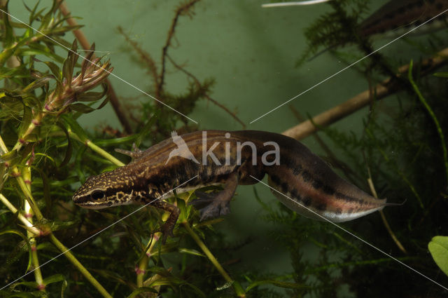 Vinpootsalamander (Lissotriton helveticus)